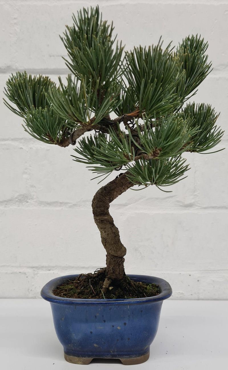 Japanese White Pine Bonsai Tree (Pinus Parviflora) | Shaped Style | Height 25-30cm | In 12cm Pot