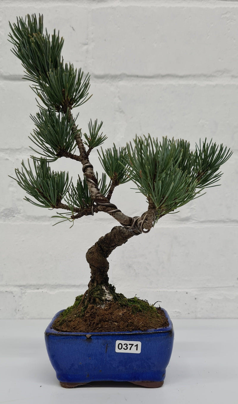 Japanese White Pine Bonsai Tree (Pinus Parviflora) | Shaped Style | Height 25-30cm | In 12cm Pot