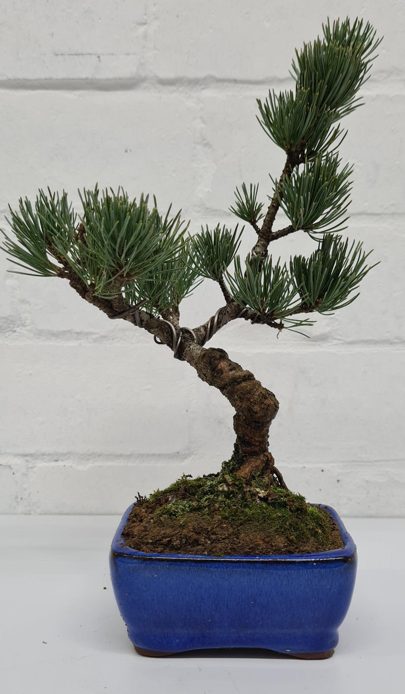 Japanese White Pine Bonsai Tree (Pinus Parviflora) | Shaped Style | Height 25-30cm | In 12cm Pot