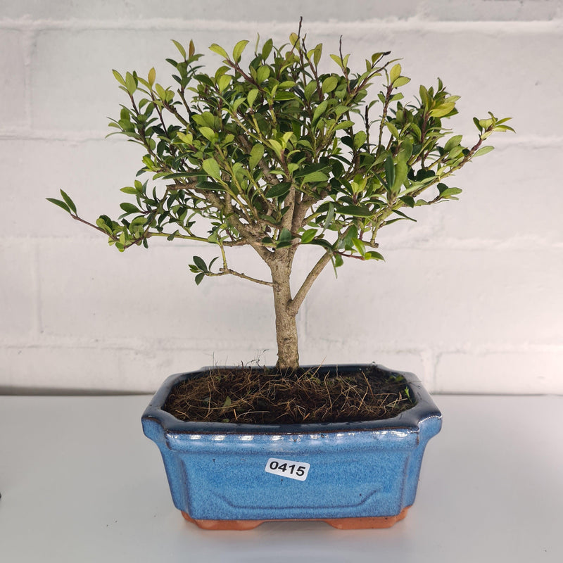 Japanese Holly (Ilex Crenata) Bonsai Tree | Broom Style | Height 20-30cm | In 15cm Pot
