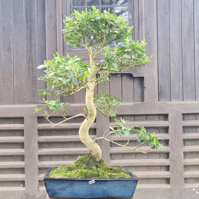 Chinese Privet (Ligustrum Sinense) Large Bonsai Tree | Shaped Style | In 35cm Pot