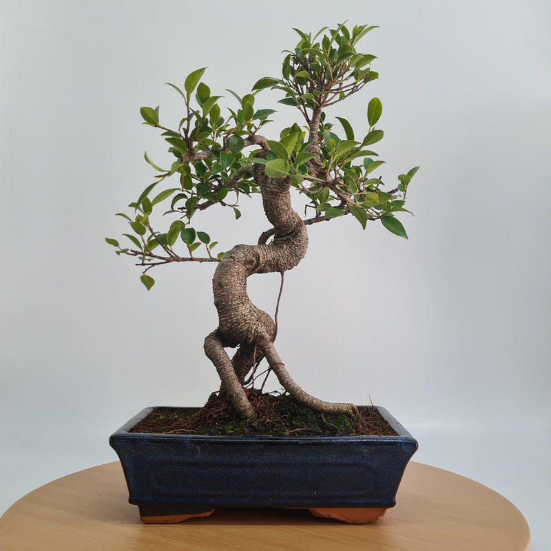 Ficus Microcarpa (Banyan Fig) Indoor Bonsai Tree | Shaped | In 25cm Pot