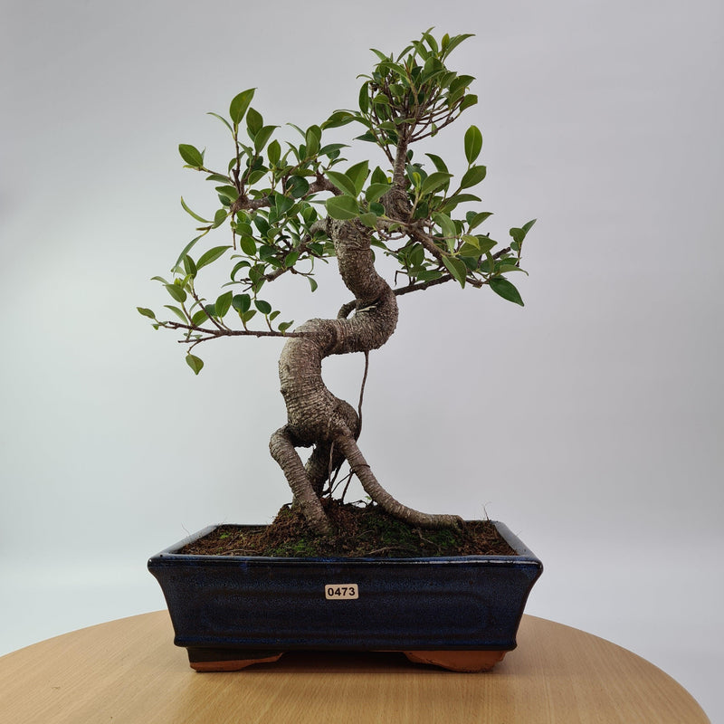 Ficus Microcarpa (Banyan Fig) Indoor Bonsai Tree | Shaped | In 25cm Pot