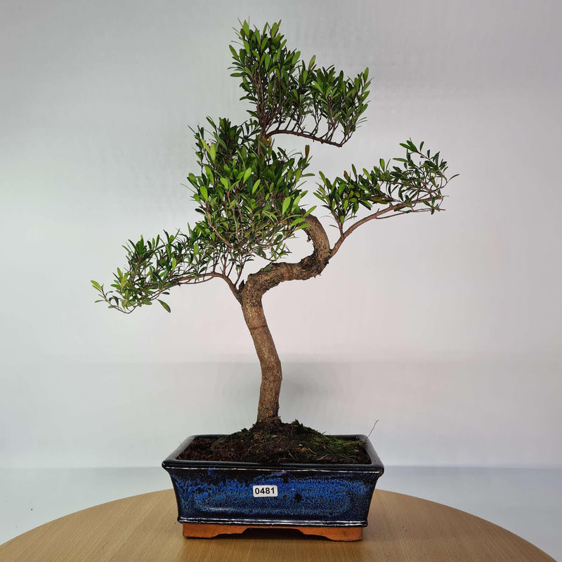 Brush Cherry (Syzygium) Bonsai Tree | Shaped | In 20cm Pot