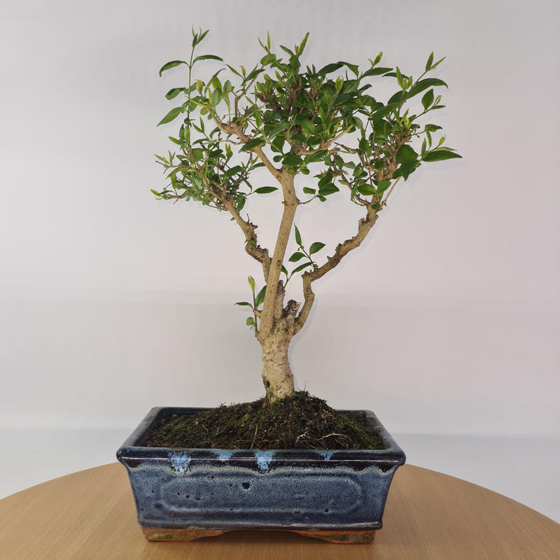 Chinese Privet (Ligustrum Sinense) Bonsai Tree | Broom Style | Height 30-35cm | In 20cm Pot
