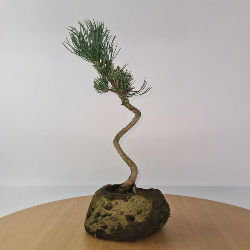 Japanese White Pine Bonsai Tree (Pinus Parviflora) | Shaped Style | Height 25-30cm | In Rock