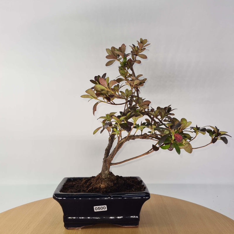 Azalea (Rhododendron) Bonsai Tree | Shaped Style | Height 30-35cm | In 15cm Pot