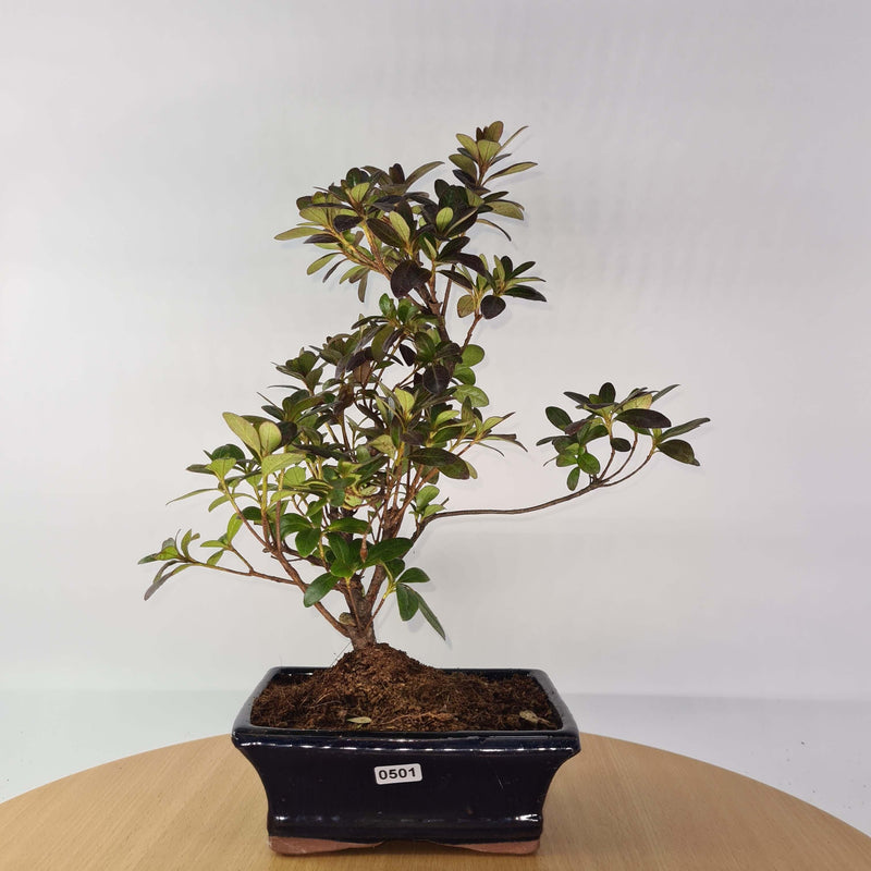 Azalea (Rhododendron) Bonsai Tree | Shaped Style | Height 30-35cm | In 15cm Pot