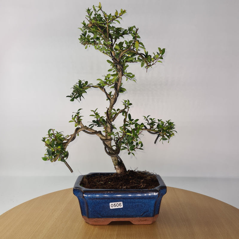 Japanese Holly (Ilex Crenata) Bonsai Tree | Shaped | In 15cm Pot