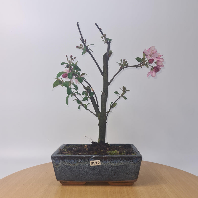 Crabapple (Malus) Fruiting Bonsai Tree | Upright Style | 30cm High | In 20cm Pot