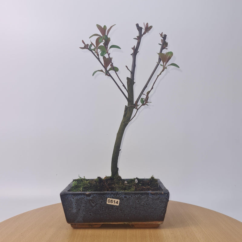 Crabapple (Malus) Fruiting Bonsai Tree | Upright Style | 30cm High | In 20cm Pot
