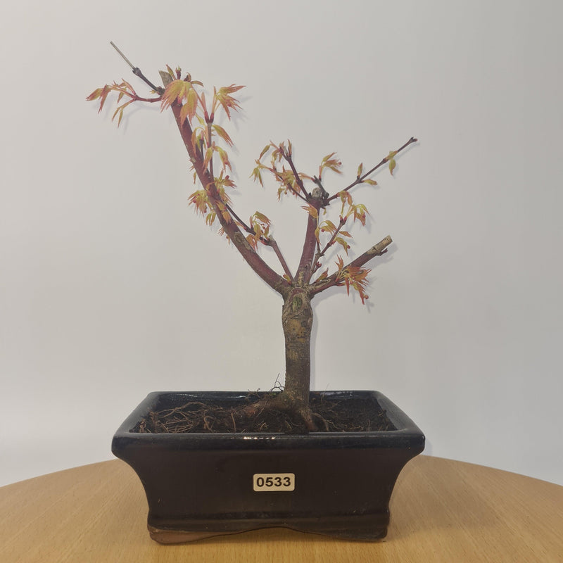 Japanese Maple (Acer) Bonsai Tree | Yellow Leaf | 25-30cm High | In 15cm Pot