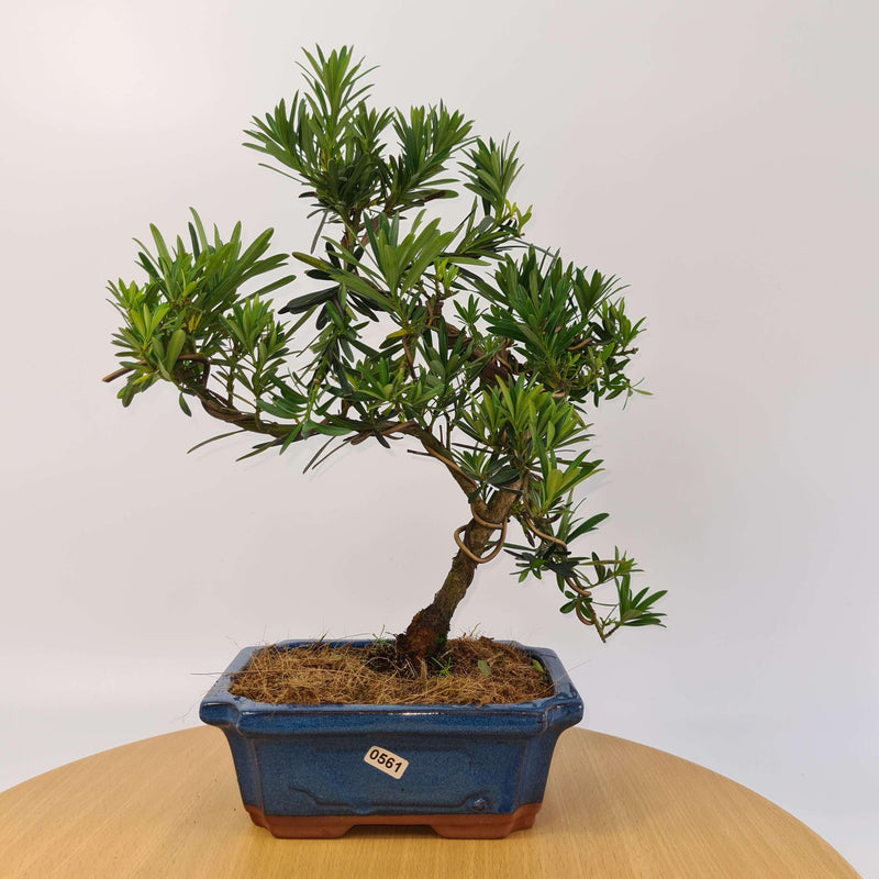 Buddhist Pine (Podocarpus Micro) Bonsai Tree | Shaped Style | Height 35-45cm | In 20cm Pot