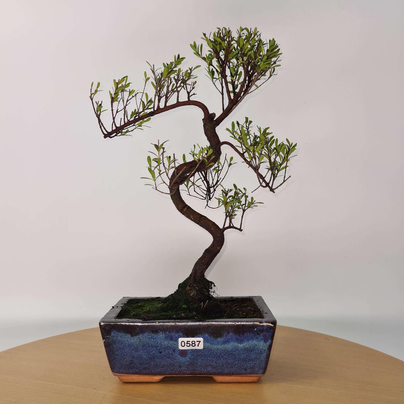 Brush Cherry (Syzygium) Bonsai Tree | Shaped | In 15cm Pot