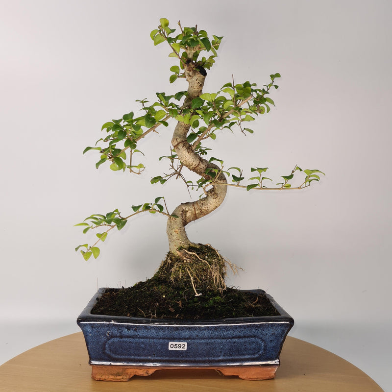 Chinese Privet (Ligustrum Sinense) Bonsai Tree | Shaped Style | Height 40-45cm | In 25cm Pot