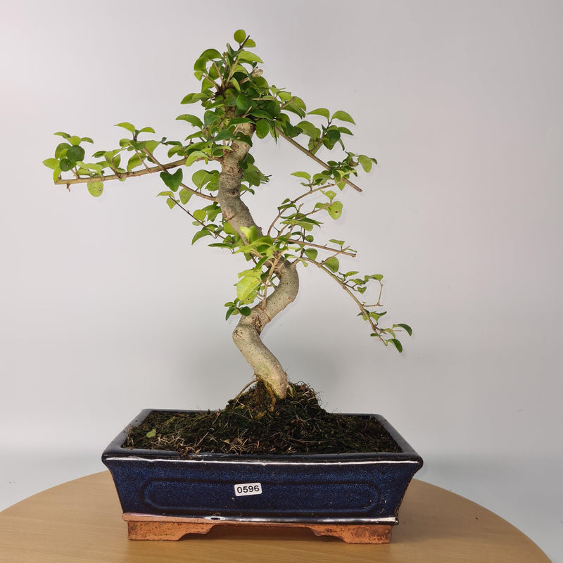 Chinese Privet (Ligustrum Sinense) Bonsai Tree | Shaped Style | Height 40-45cm | In 25cm Pot