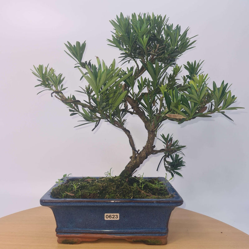 Buddhist Pine (Podocarpus Micro) Bonsai Tree | Shaped Style | Height 35-45cm | In 20cm Pot