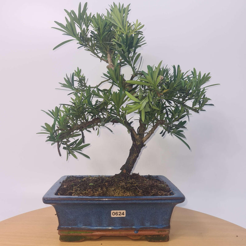 Buddhist Pine (Podocarpus Micro) Bonsai Tree | Shaped Style | Height 35-45cm | In 20cm Pot