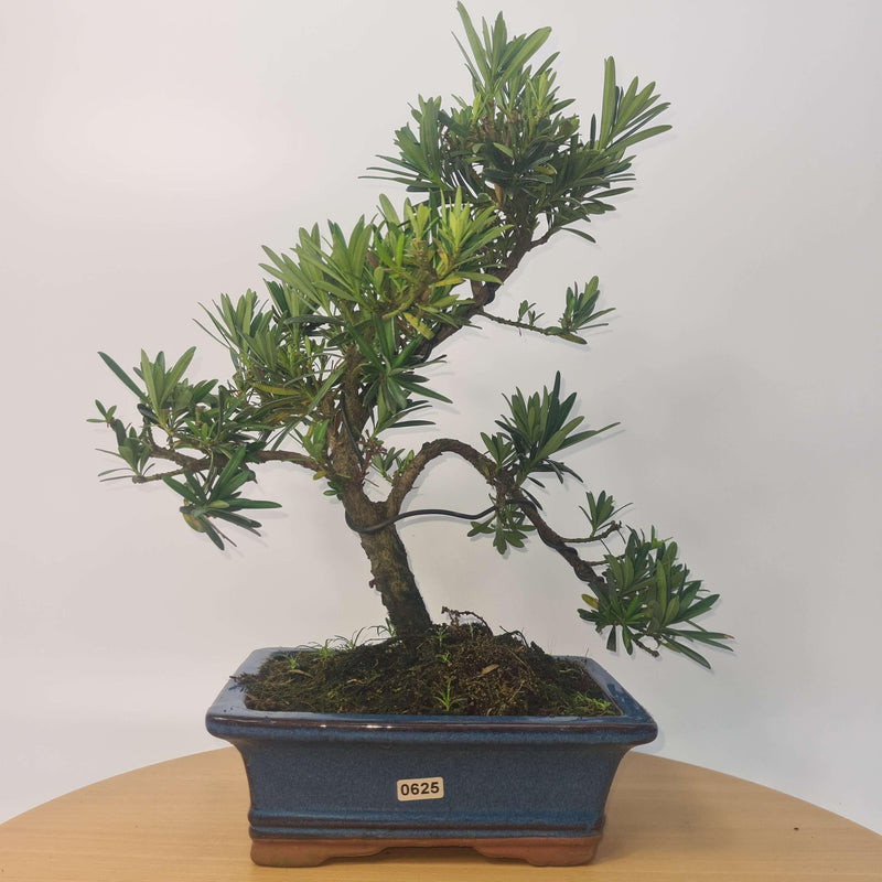 Buddhist Pine (Podocarpus Micro) Bonsai Tree | Shaped Style | Height 35-45cm | In 20cm Pot