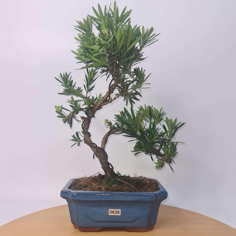 Buddhist Pine (Podocarpus Micro) Bonsai Tree | Shaped Style | Height 35-45cm | In 20cm Pot