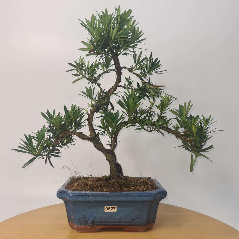 Buddhist Pine (Podocarpus Micro) Bonsai Tree | Shaped Style | Height 35-45cm | In 20cm Pot