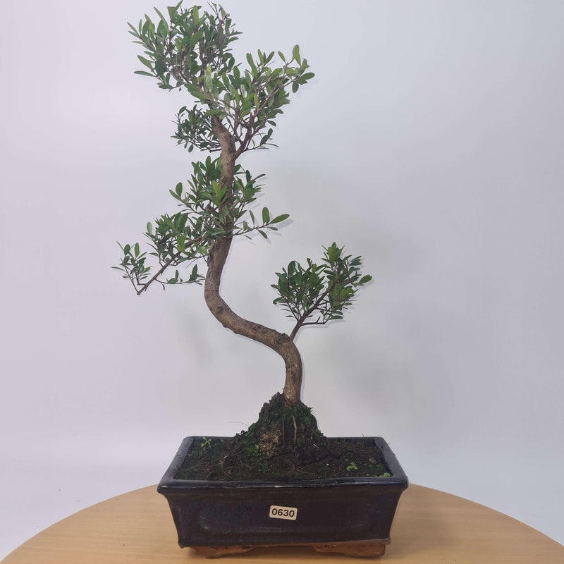Brush Cherry (Syzygium) Bonsai Tree | Shaped | In 20cm Pot