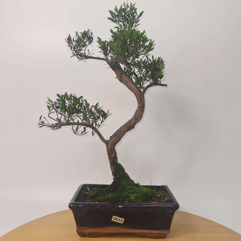 Brush Cherry (Syzygium) Bonsai Tree | Shaped | In 20cm Pot