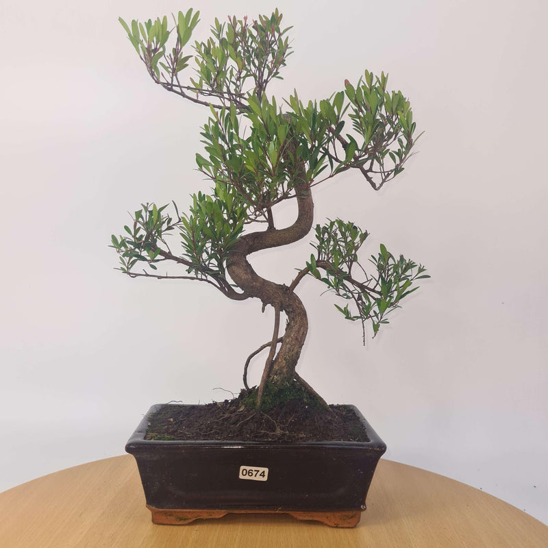 Brush Cherry (Syzygium) Bonsai Tree | Shaped | In 20cm Pot