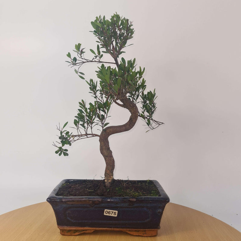 Brush Cherry (Syzygium) Bonsai Tree | Shaped | In 20cm Pot