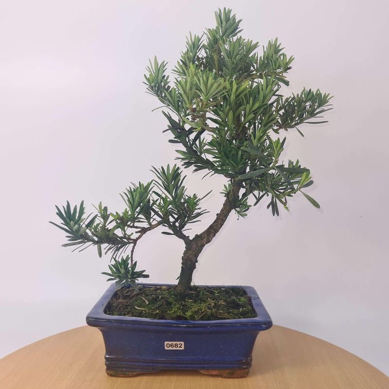 Buddhist Pine (Podocarpus Micro) Bonsai Tree | Shaped Style | Height 35-45cm | In 20cm Pot