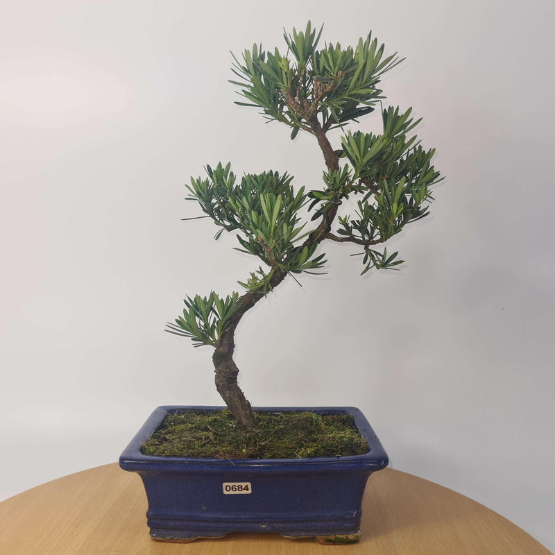 Buddhist Pine (Podocarpus Micro) Bonsai Tree | Shaped Style | Height 35-45cm | In 20cm Pot