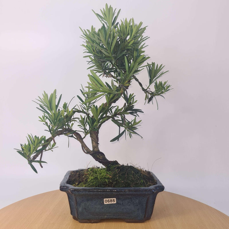Buddhist Pine (Podocarpus Micro) Bonsai Tree | Shaped Style | Height 35-45cm | In 20cm Pot