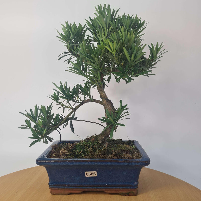 Buddhist Pine (Podocarpus Micro) Bonsai Tree | Shaped Style | Height 35-45cm | In 20cm Pot