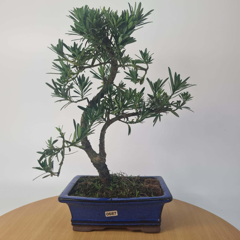 Buddhist Pine (Podocarpus Micro) Bonsai Tree | Shaped Style | Height 35-45cm | In 20cm Pot