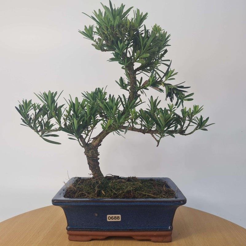 Buddhist Pine (Podocarpus Micro) Bonsai Tree | Shaped Style | Height 35-45cm | In 20cm Pot