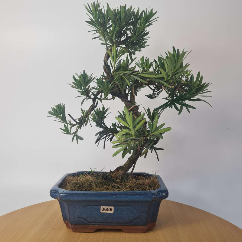 Buddhist Pine (Podocarpus Micro) Bonsai Tree | Shaped Style | Height 35-45cm | In 20cm Pot