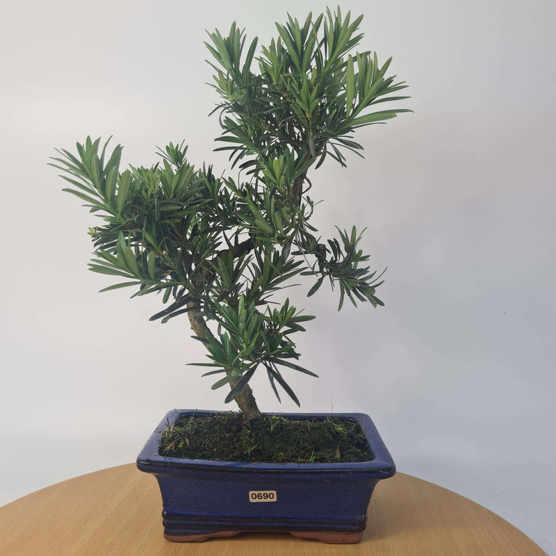 Buddhist Pine (Podocarpus Micro) Bonsai Tree | Shaped Style | Height 35-45cm | In 20cm Pot