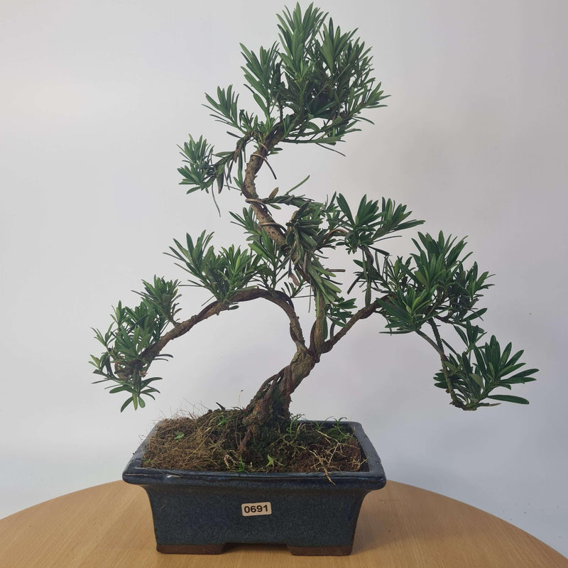 Buddhist Pine (Podocarpus Micro) Bonsai Tree | Shaped Style | Height 35-45cm | In 20cm Pot