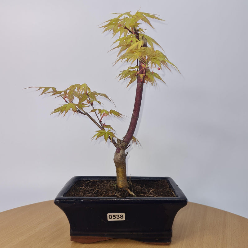 Japanese Maple (Acer) Bonsai Tree | Yellow Leaf | 25-30cm High | In 15cm Pot