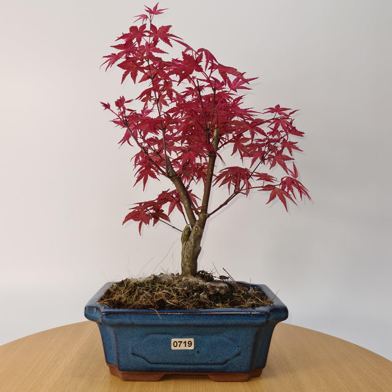 Japanese Maple (Acer) Bonsai Tree | Deshojo Style | 35-40cm High | In 20cm Pot