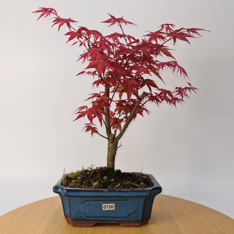 Japanese Maple (Acer) Bonsai Tree | Deshojo Style | 35-40cm High | In 20cm Pot