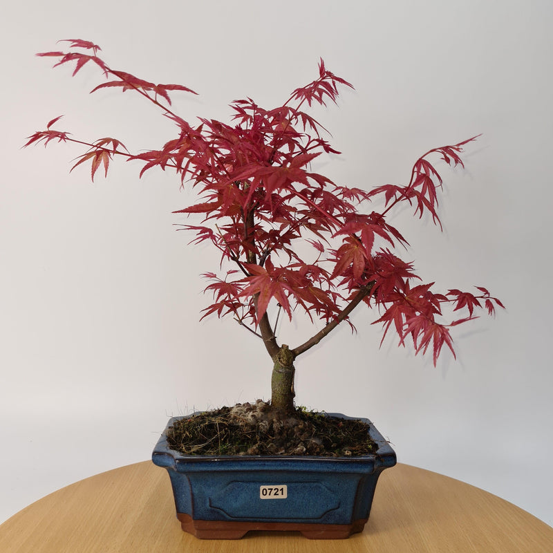 Japanese Maple (Acer) Bonsai Tree | Deshojo Style | 35-40cm High | In 20cm Pot
