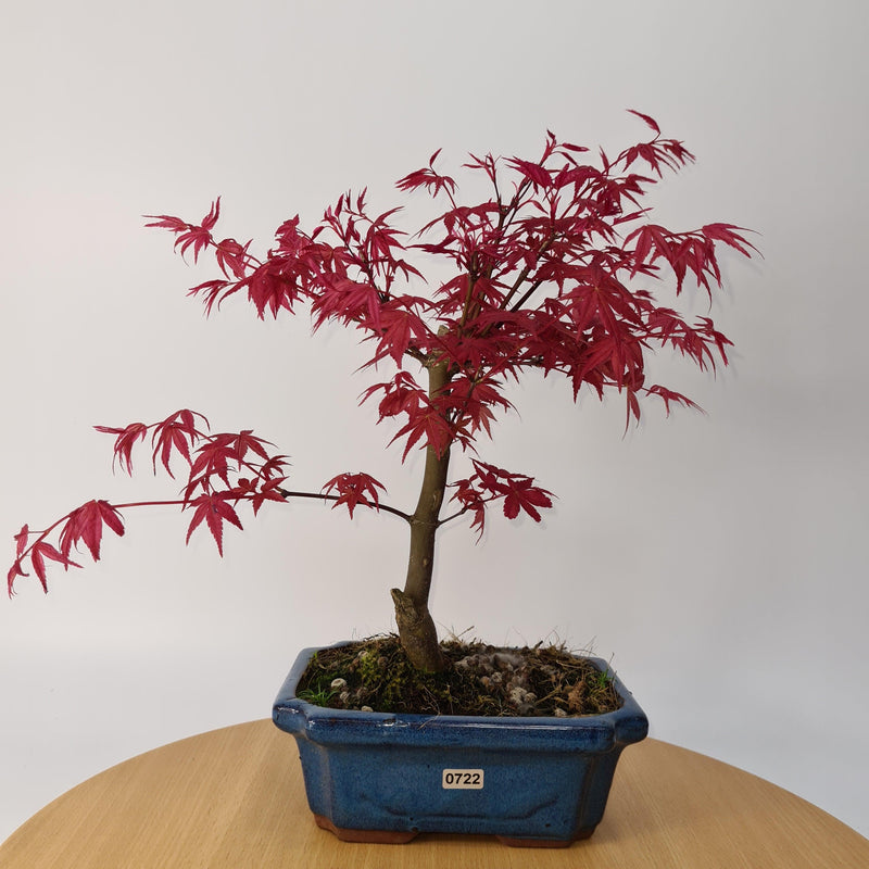 Japanese Maple (Acer) Bonsai Tree | Deshojo Style | 35-40cm High | In 20cm Pot