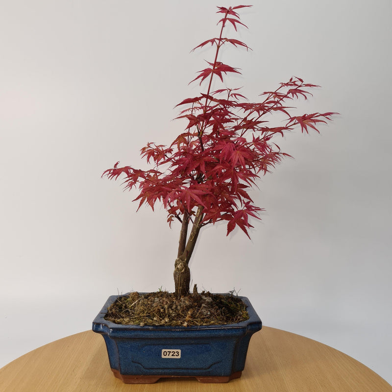 Japanese Maple (Acer) Bonsai Tree | Deshojo Style | 35-40cm High | In 20cm Pot