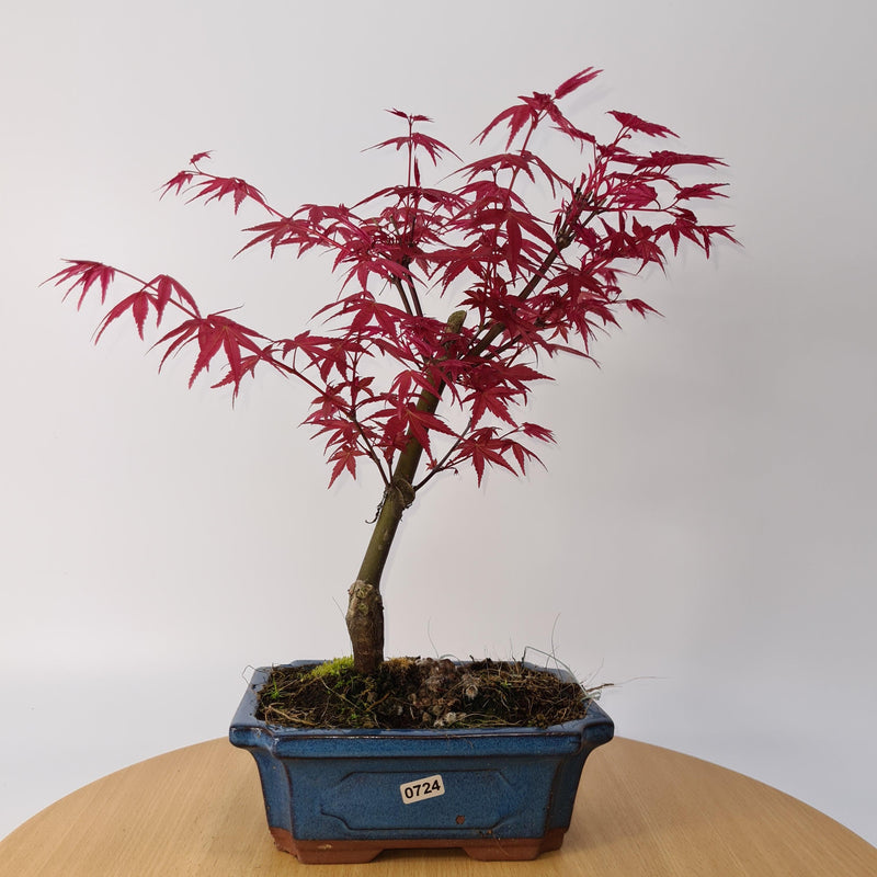 Japanese Maple (Acer) Bonsai Tree | Deshojo Style | 35-40cm High | In 20cm Pot