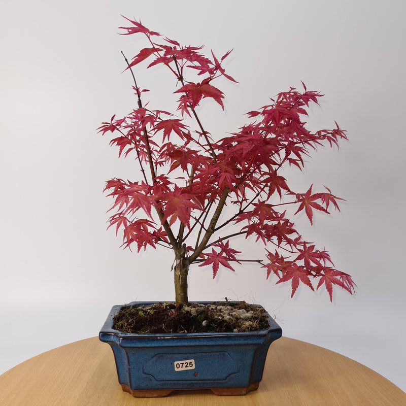 Japanese Maple (Acer) Bonsai Tree | Deshojo Style | 35-40cm High | In 20cm Pot