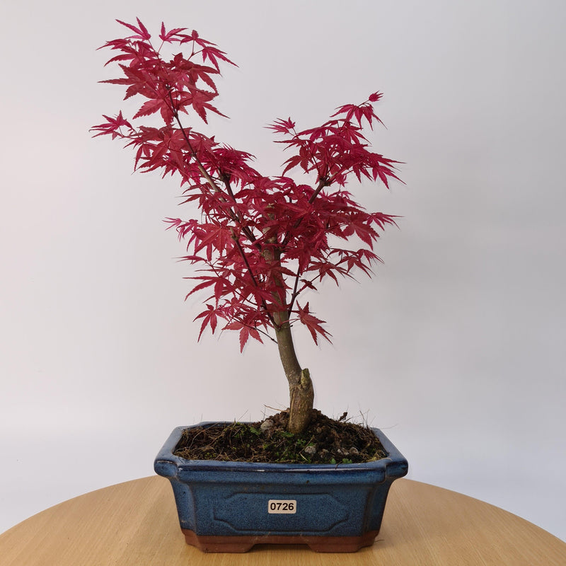 Japanese Maple (Acer) Bonsai Tree | Deshojo Style | 35-40cm High | In 20cm Pot