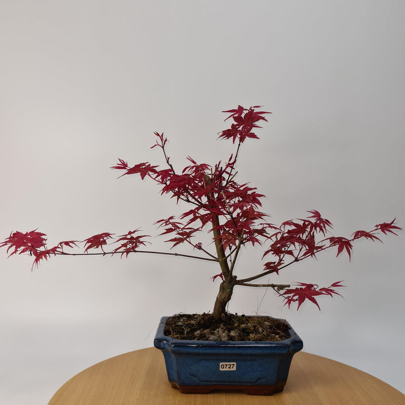 Japanese Maple (Acer) Bonsai Tree | Deshojo Style | 35-40cm High | In 20cm Pot