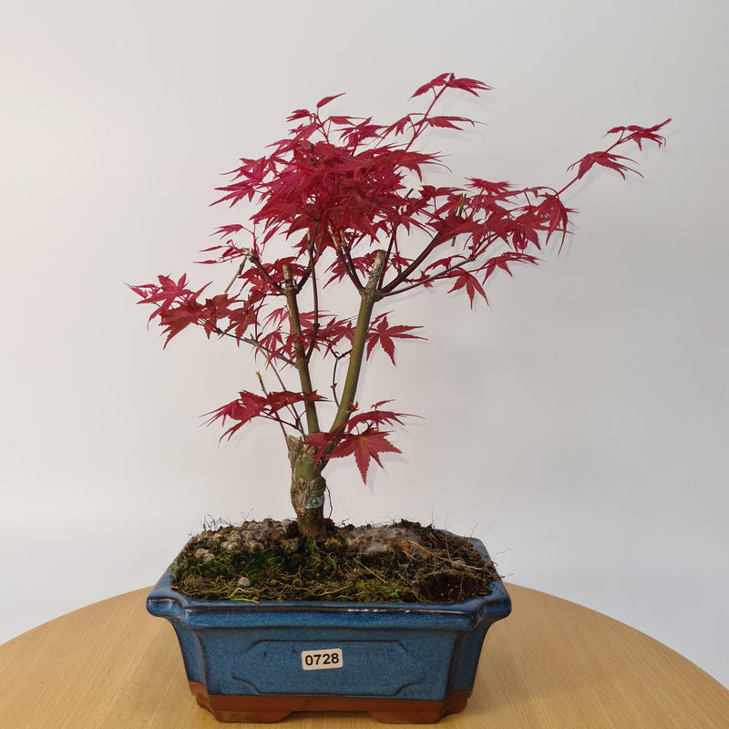 Japanese Maple (Acer) Bonsai Tree | Deshojo Style | 35-40cm High | In 20cm Pot