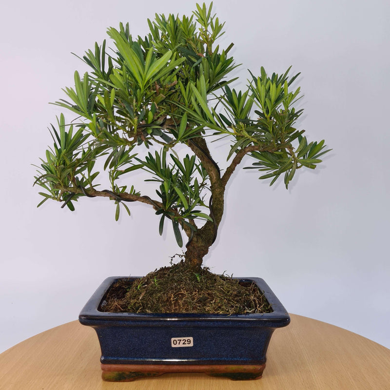 Buddhist Pine (Podocarpus Micro) Bonsai Tree | Shaped Style | Height 35-45cm | In 20cm Pot